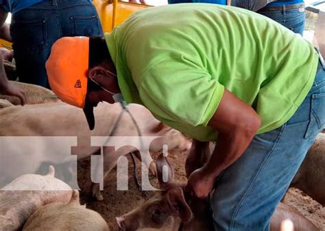 INTA entrega 45 bonos de cerdo a igual número de familias en Nandaime