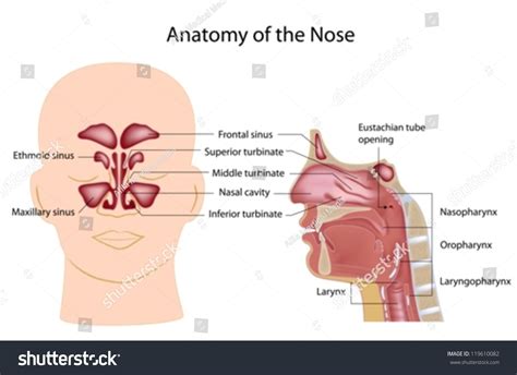 Nose Anatomy Stock Vector Illustration 119610082 Shutterstock