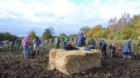 Citizens Forests Pflanzen Mit Spende Von Philips In Quickborn Shz