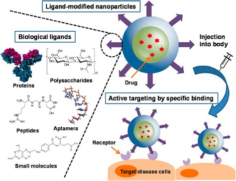 Frontiers The Design Of Poly Lactide Co Glycolide Nanocarriers For