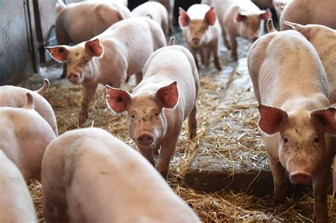 Los médicos trasplantan con éxito un riñón de cerdo a un paciente