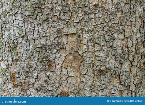 Viejo Fondo De La Textura Del Rbol De Corteza Tronco De Rbol De