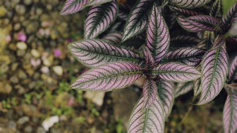 Purple Leaf Plants Top Varieties To Enhance Your Garden Greeny Thumbs