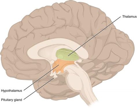 Diencephalon (Thalamus & Hypothalamus) - Emedicodiary