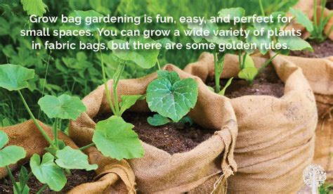 The Golden Rules For Gardening In Grow Bags 5 Tips To Ensure You