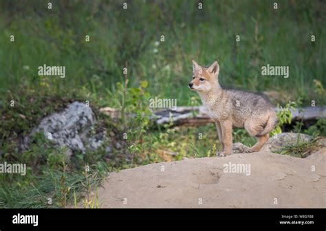 Coyote pups at their den Stock Photo - Alamy