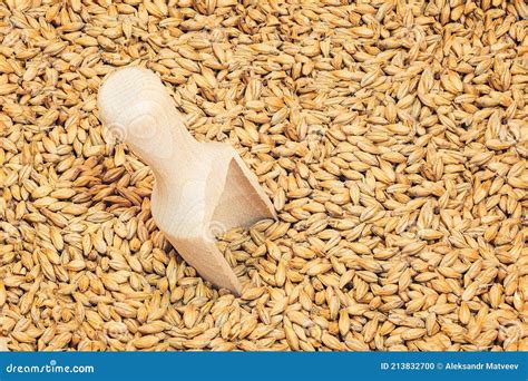 Close Photo Up Of Malt Grains Stock Photo Image Of Mash Macro 213832700