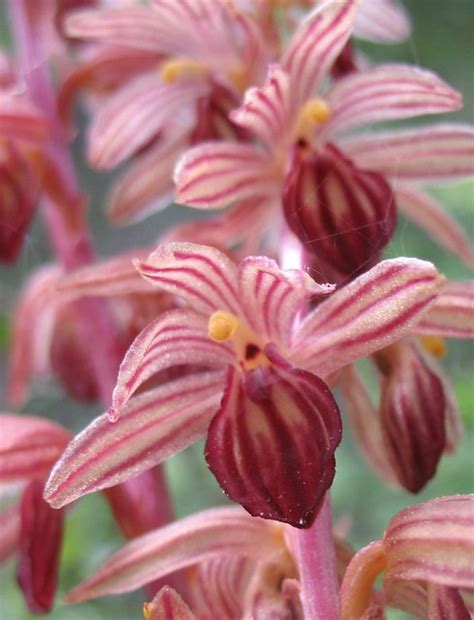 Striped Coral Root Orchid You Can Buy A Ticket To Thailand Flickr