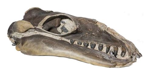 New Research Using Fossils Of Whale Ancestors Reveals Their Path To