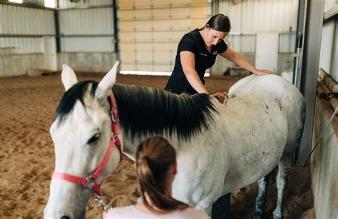 What Is A Horse Chiropractor Does My Horse Need Equine Chiropractic