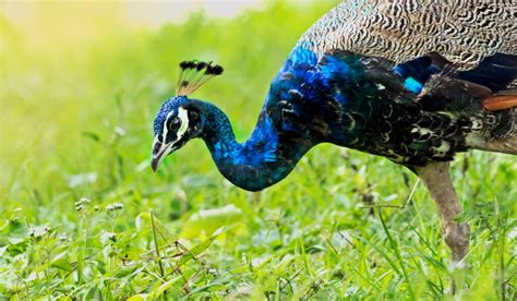 11 Things Peacocks Are Good For The Hip Chick