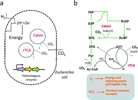 Synthetic Autotrophy Of Escherichia Coli With A Dual Carbon Fixation