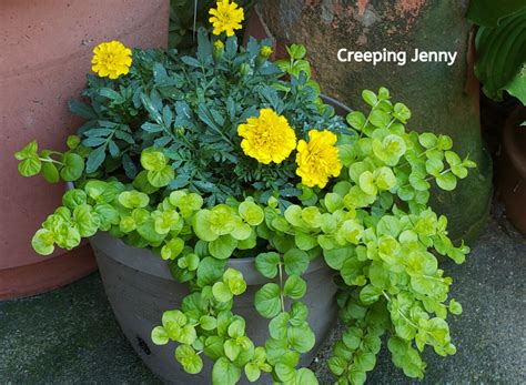 Add Trailing Plants To Containers Plants Gardening Blooming Secrets