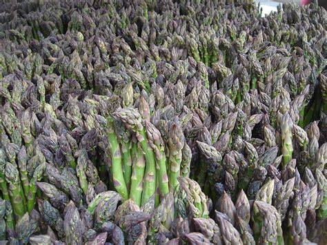 HOW TO PLANT ASPARAGUS CROWNS |The Garden of Eaden