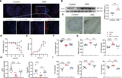 Pad Inhibitor Diminished Nets Formation And Ameliorated Dss Induced