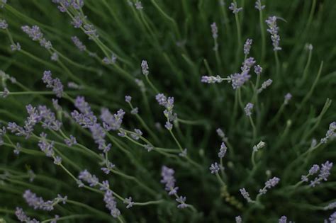 Premium Photo | Green lavender purple flowers blue flowers