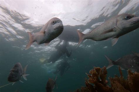 Leigh: Goat Island Guided Snorkeling Tour for Beginners in Auckland