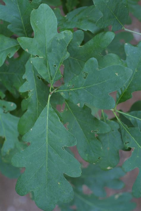 Tree Leaf Identification Tree Identification White Oak Tree - PELAJARAN