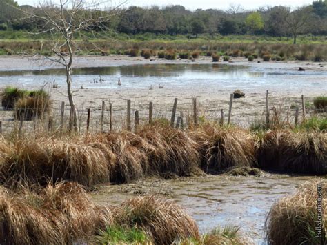 Autour Du Marais Du Cougourlier Les Paysages Balade Dans Le Gard