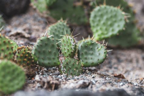 opuntia microdasys - Photo #2401 - motosha | Free Stock Photos