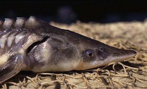 17 Best images about Fish-S on Pinterest | San miguel, Swimming and ...