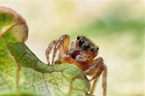 Macaco Armado Na Aranha Saltadora Hyllus Semicupreus Foto De Stock