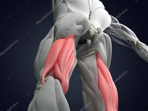 Hamstring Muscle Group Anatomy Model — Stock Photo © Anatomyinsider