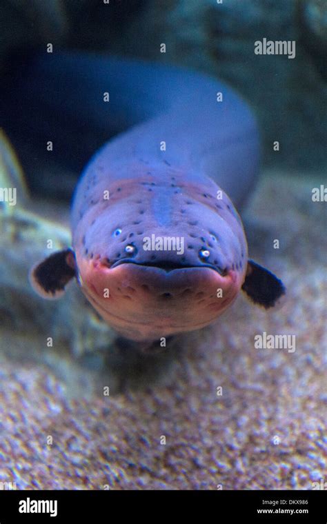 Electric Eel Electrophorus Electricus Eel Fish Stock Photo Alamy