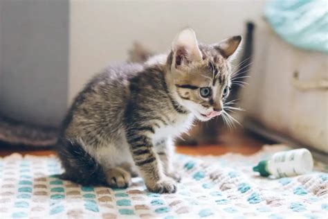 30 Chistes De Gatos Cortos Y Largos ¡diviertete Con Estas Mascotas