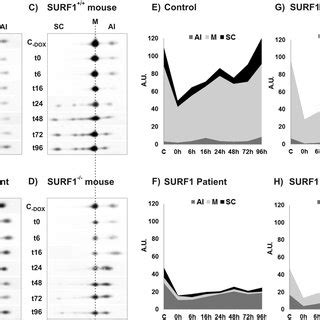 Analysis Of Cox Assembly In Surf Deficient Mouse And Human Fibroblasts