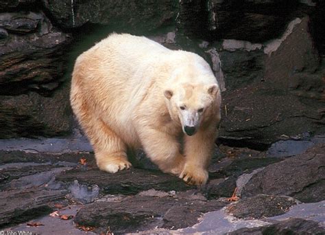 Ursus Maritimus Polar Bear Thalarctos Maritimus