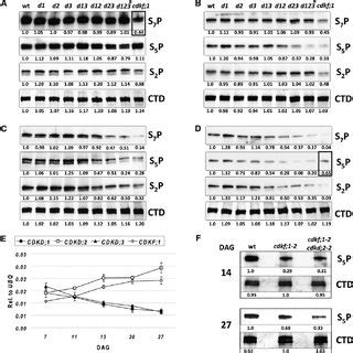 Developmental Defects of the cdkf;1 and cdkd Mutants. | Download ... 
