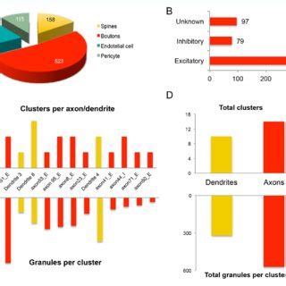 Identification Of Synapses And Glycogen Granules Examples Of Synapses