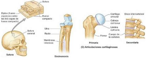 9 Tipos De Articulaciones Del Cuerpo Humano