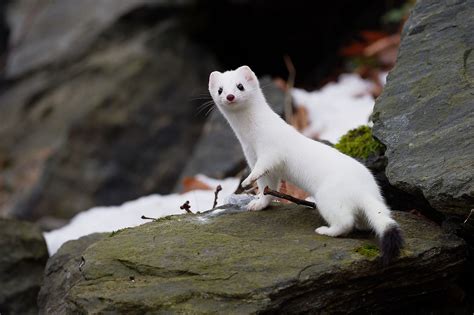 Stoat Worldatlas
