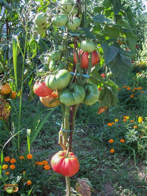 Brandywine Pink Tomato Seeds 59 OFF