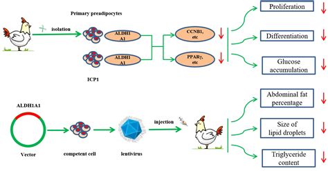 Ijms Free Full Text Aldh1a1 Inhibits Chicken Preadipocytes