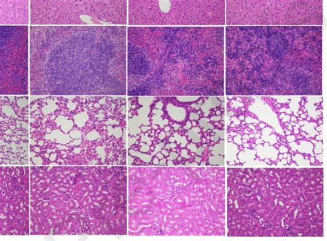 Histological Analysis Of Major Organs From Mice In Different Groups