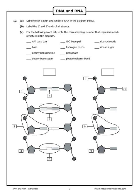 Dna Replication Diagram Worksheets