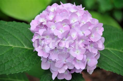 Lavender Hydrangea Stock Photo Royalty Free Freeimages