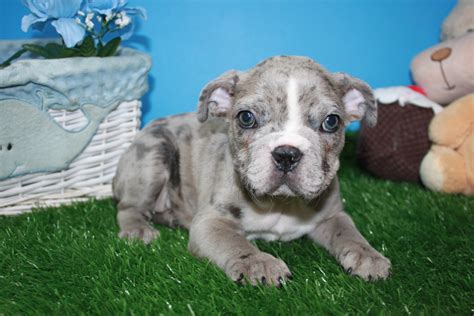 Mini Bulldog Puppies For Sale Long Island Puppies