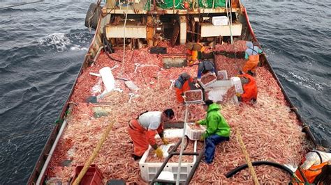 Life On Commercial Shrimp Trawling Vessel Catching Hundreds Of Tons