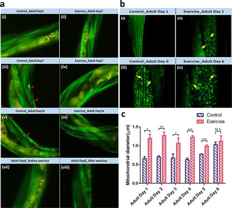 Investigation Of The Body Wall Sarcomeres And Mitochondria In C