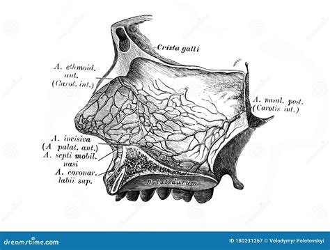 The Eustachian Tube Is A Tube That Connects The Nasopharynx To The