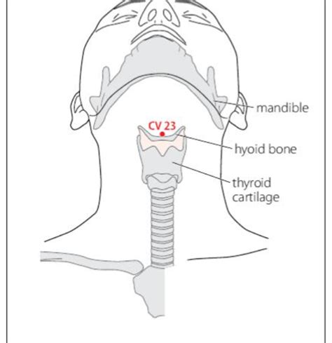 Cv Acupuncture Point Acupuncture Point Locations Review