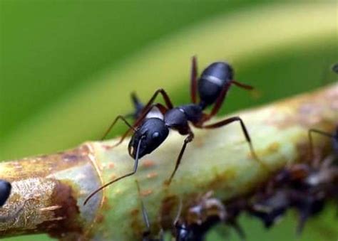 Top 15 Smallest Ants in the World (Tiny Ants 2023)