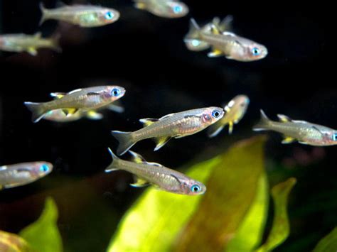 Southern Blue Eye Rainbow Pseudomugil Signifer Aquarists Across Canada