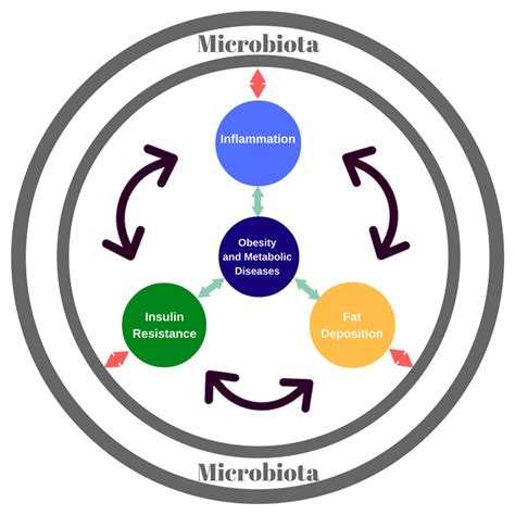 Gut Microbiota And Metabolic Syndrome