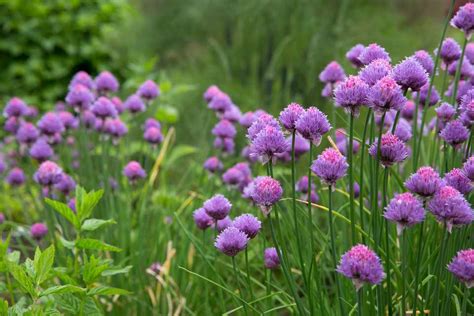 How To Grow Chives Bbc Gardeners World Magazine