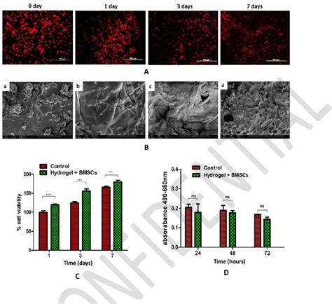 Biocompatibility And Cytotoxicity Evaluation Of Hydrogel A